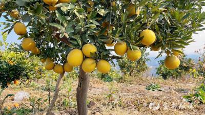 90后党员返乡记：一颗巧克力橙唤醒沉睡荒山