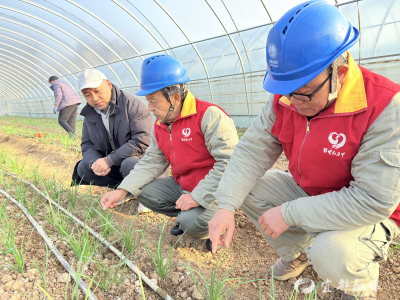 暖棚“电”保障 蔬菜长势旺