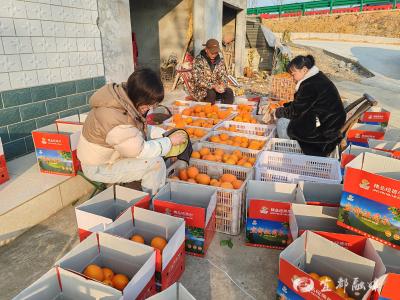 几千斤脐橙售罄，赵先金的愁云散了