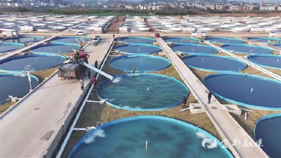 首批800吨鲟鱼宜都安家！一个“链”成15亿产值的产业朋友圈