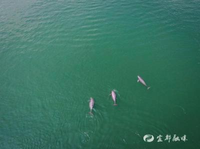 【新华社】 长江禁渔五年，发生了哪些变化？