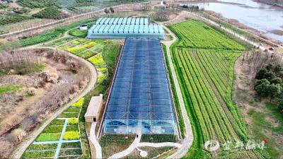 亮家垴村：智慧大棚“慧”种田 农旅融合兴乡村