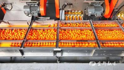 【湖北日报】宜昌农产品出口额居全省首位 2025年出口额37.9亿元，占全省出口总额26.96%