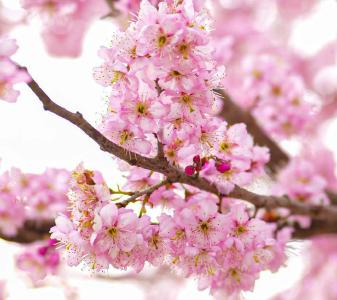 4800株樱花盛放！宜都这个村藏着限定版春日浪漫