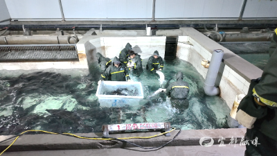 湖北清江鲟鱼谷复工即冲刺 日产200公斤鱼子酱销全球