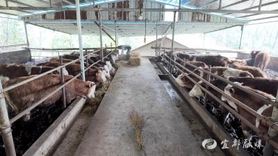 李发红：兽医跨界养牛 牵出乡邻共富路