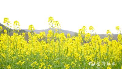 松木坪万亩花海邀你共赴春日之约