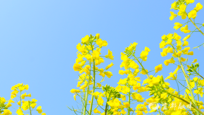 宜都：花开枝城春光好 金色花海醉游人