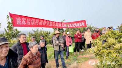 长岭岗村开展柑橘春管现场培训