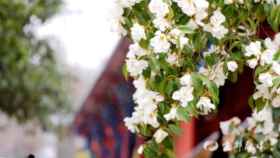 宜都宋山森林公园：百年山茶舞春风