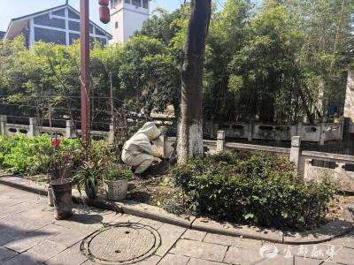 半小时速除蜂患  