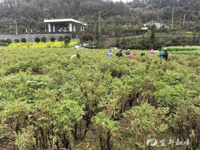 牡丹鲜切花首采启运 30万枝订单“飞”向全国