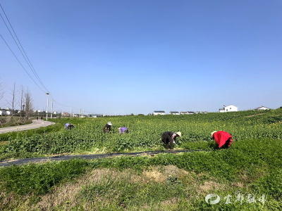 以短养长、粮果双赢！千亩香柚园里的“春耕智慧”