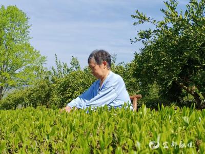千亩茶园飘香 “绿叶”变“金叶”