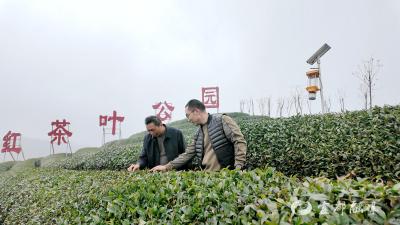 【宜业在乡】周芳红：古道新芽 一片叶子的返乡之路