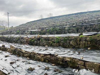 老茶园“换新装”