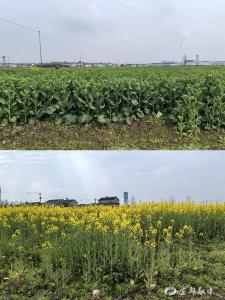 粪肥还田 ：油菜抗逆强、单产增