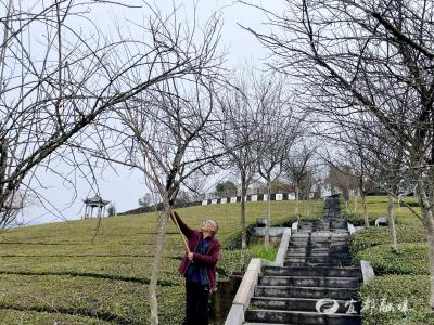 退休老党员为吕家坳茶园添新颜