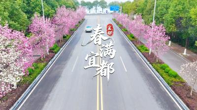 刷屏！宜都这条玉兰大道，美到不用滤镜