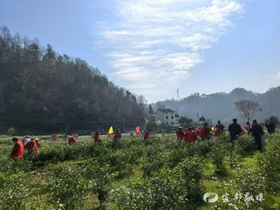 古廊桥焕新迎客 “黄琻”茶香醉山村