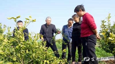 柑橘春管正当时 农技服务开“良方”