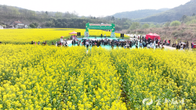 金色花海迎宾客 乡音乡韵绘新篇