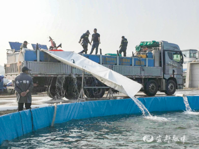 15000斤、2400尾……一群“新住户”搬进宜都！