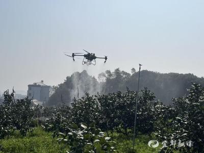 科技飞防护橘园 精准防控保丰收