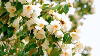 宋山森林公园：百年山茶舞春风