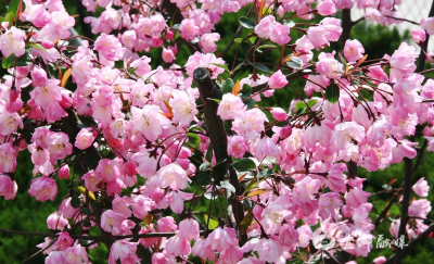 宜都赏花地图，带你解锁这座小城的“花花世界”