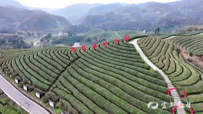 王家畈镇：春耕正当时 茶园管护忙