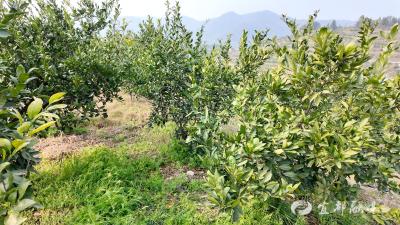 科技赋能春管 绿色引领丰路