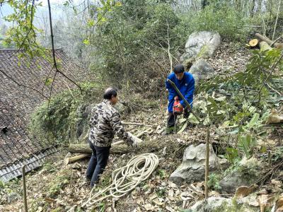 大树“理发”排隐患 “剪”除村民“心头难”