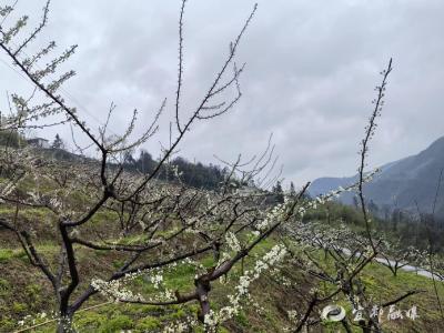 200亩李花竞绽放 静待“甜心”缀满枝   