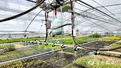 智慧大棚“一棚多种” 育出增收新“苗”头