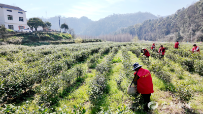 望佛桥村160亩黄金茶开园采摘
