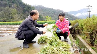 横冲牡丹迎来采收季