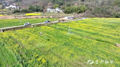 松木坪镇油菜开启“飞防”作业 科技助力“一促四防”稳产增收