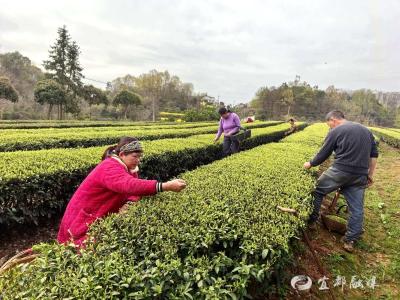 龙口子村“黄金叶”开摘