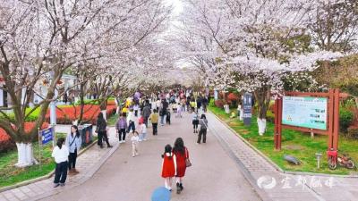 宜都文峰公园樱花已开！这才是春天