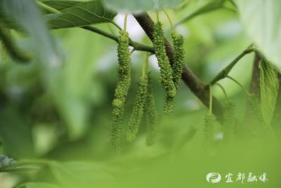 宜都：桑下筑“梦”，她把小果园种成“口碑宝地”