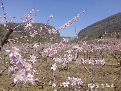 白马溪村200亩黄桃花恣意绽放