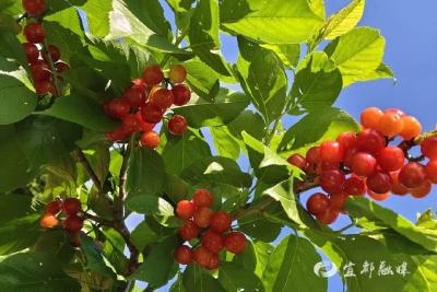 宜都樱桃自由：山城水都邀您共赴采摘之约