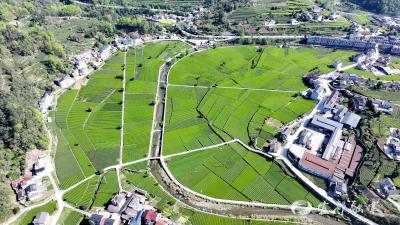 宜都茶产业提质效谋新篇