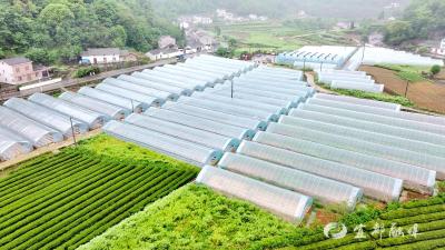 宜都丁家坪村：70亩大棚红线椒移栽忙