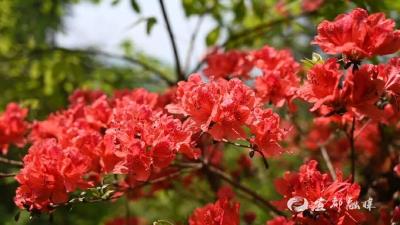 周末别宅家！直奔这里，看村K、赏杜鹃、涮火锅、撸烧烤，快乐拉满！