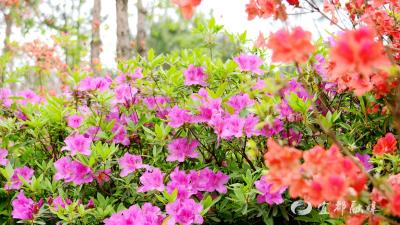 双井寺村杜鹃花迎来盛花期