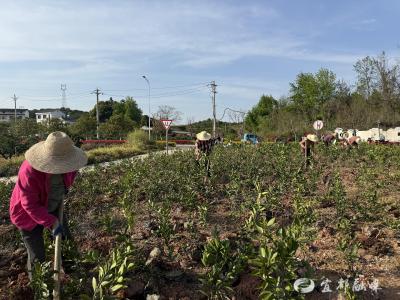 管护提质效 苗木成富民“金苗”  