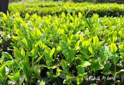 宜都这片“云端茶园”，迎来春日第一缕香