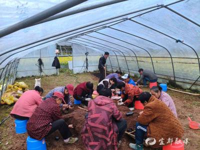 撂荒地“生金” 育苗忙“绘景”